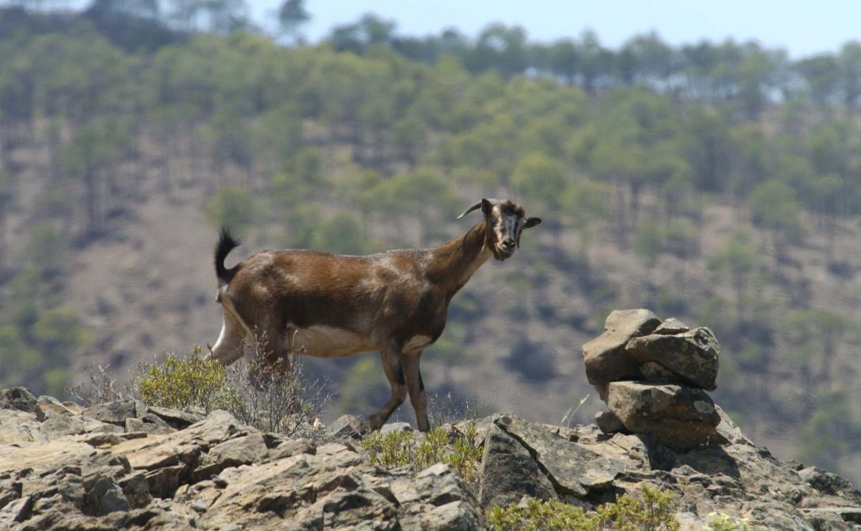 Las apañadas no dan abasto con las cabras asilvestradas