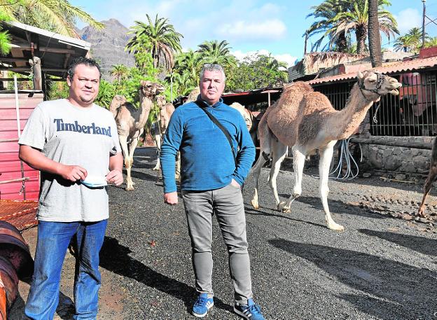 Camellos en agonía, sin turismo ni ayudas