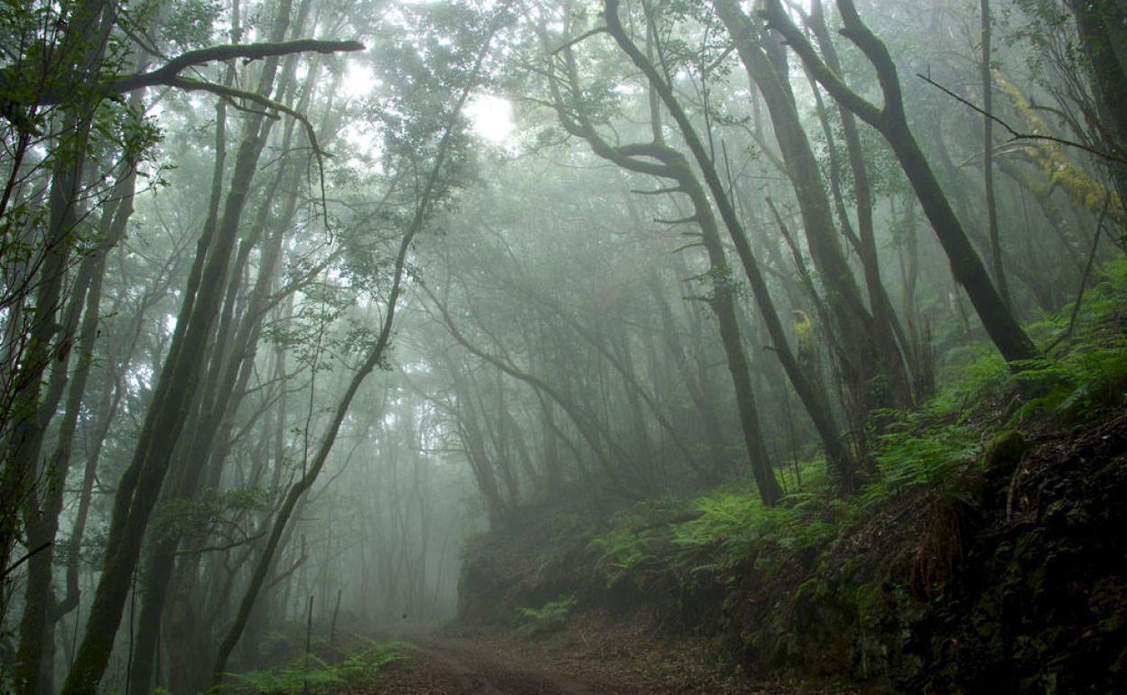 Parque Nacional de Garajonay