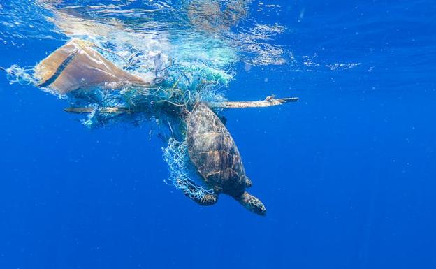 Las redes de pesca descartadas o 'redes fantasma' pueden atrapar a animales como las tortugas. 