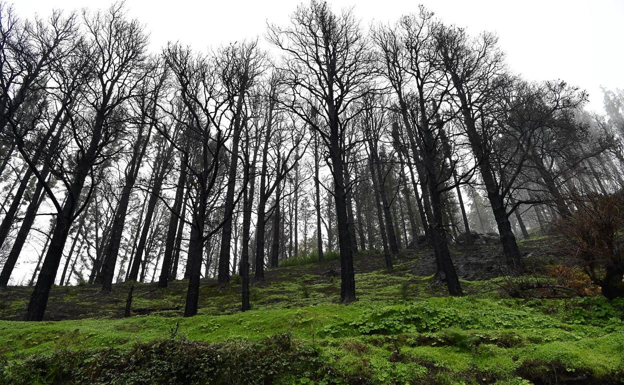 Cumbre y Medianías se tornan al verde