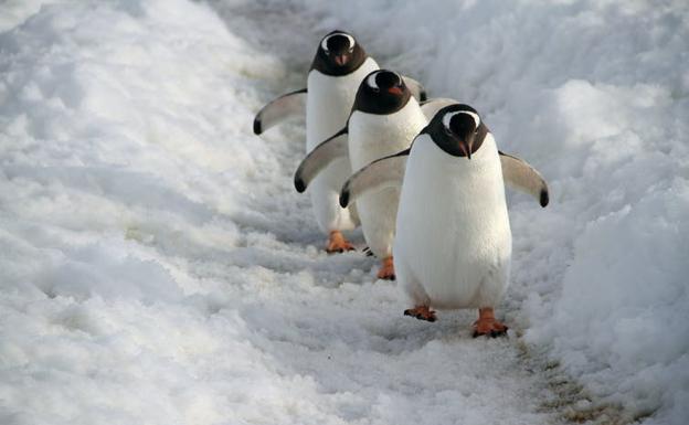 Pingüinos de Adelia viven y se aparean en tierra, pero van al mar a conseguir alimento.