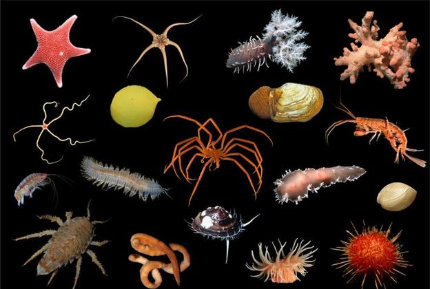 Una selección de los invertebrados con los que a menudo se encuentran los investigadores que bucean en la estación de Rothera, en la Antártida. 