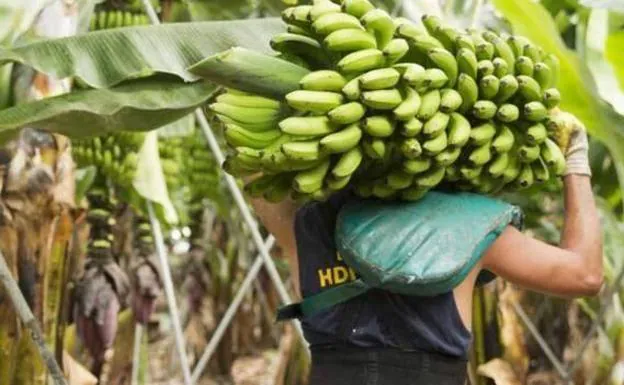 Asprocan denuncia en Bruselas la situación del plátano 