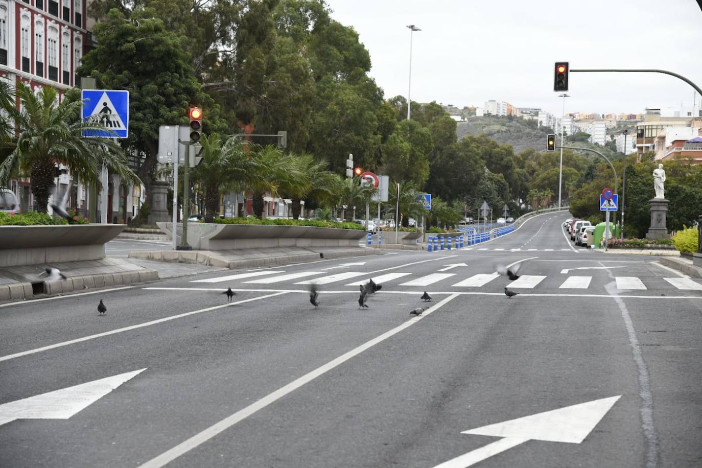 Las palomas toman la carretera ante la ausencia de coches. 