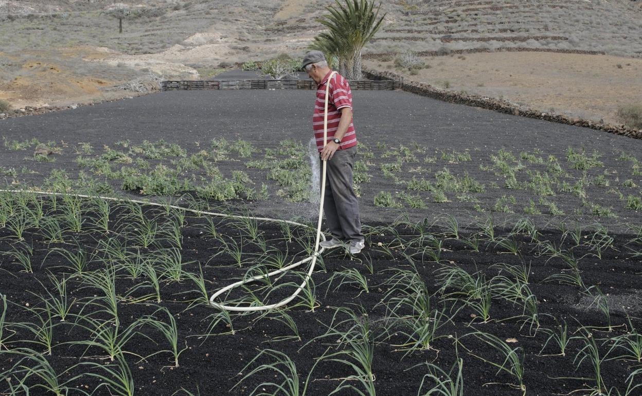 Agricultor regando un cultivo. 