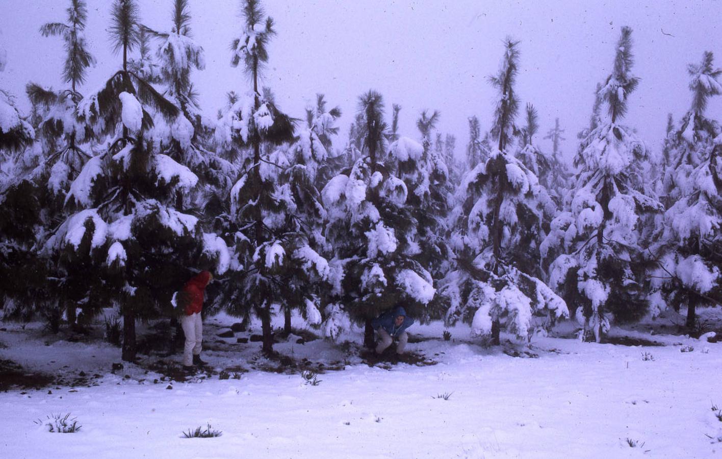 Pinos cubiertos de nieve 1971
