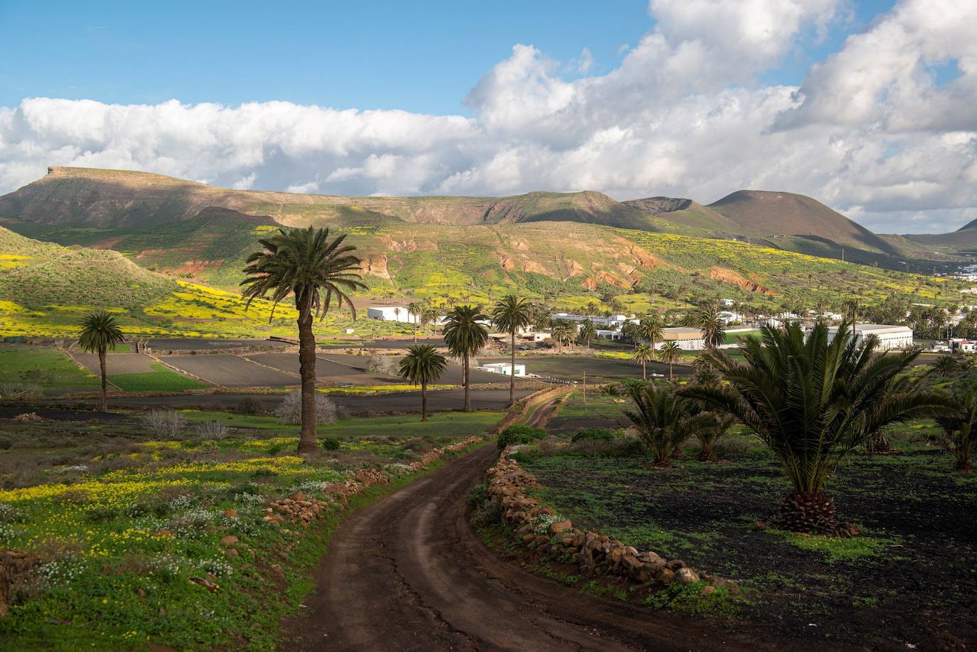 Fotos: El paso de Filomena tiñe de verde el paisaje volcánico de Lanzarote