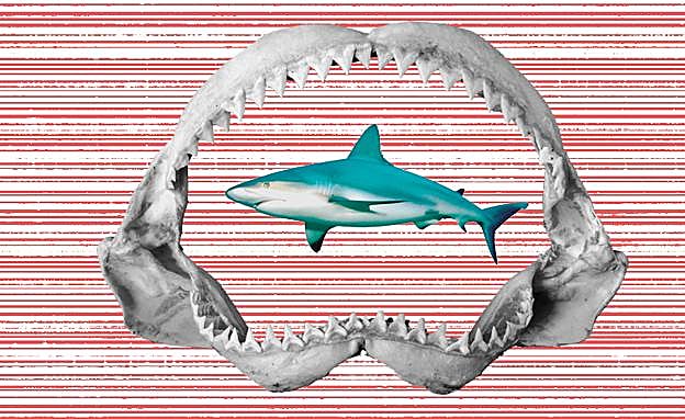 Más muertos por tiburón