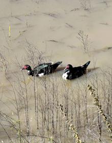Imagen secundaria 2 - Vistas de las charcas. 