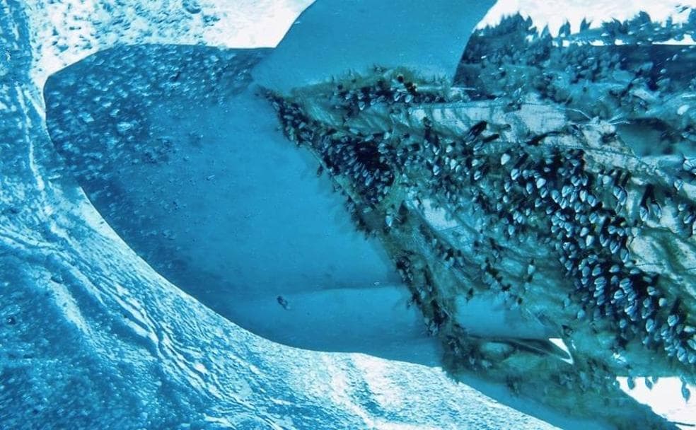 Imagen del tiburón ballena con el saco enredado en la aleta. 