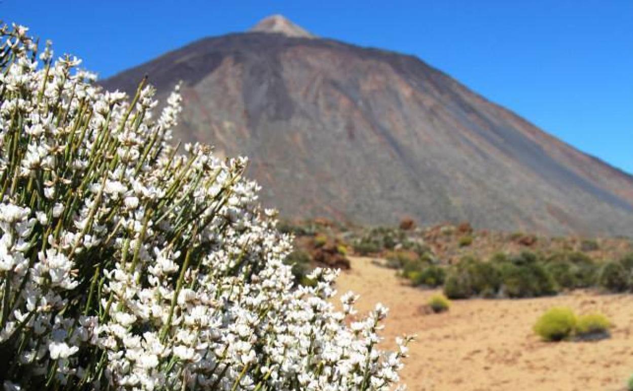 La sequía y la presencia de herbívoros amenazan a la retama del Teide