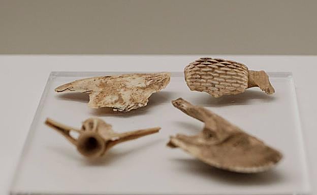 Restos óseos de pescado recuperados de un yacimiento prehispánico, en concreto paladar (arriba, derecha) y vertebras de una vieja.era 