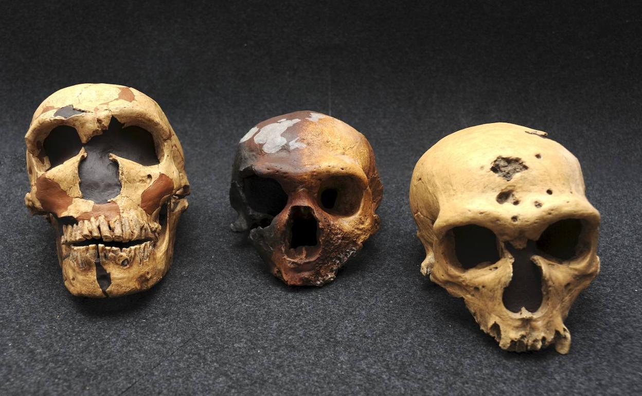 Cráneos de neandertal. 