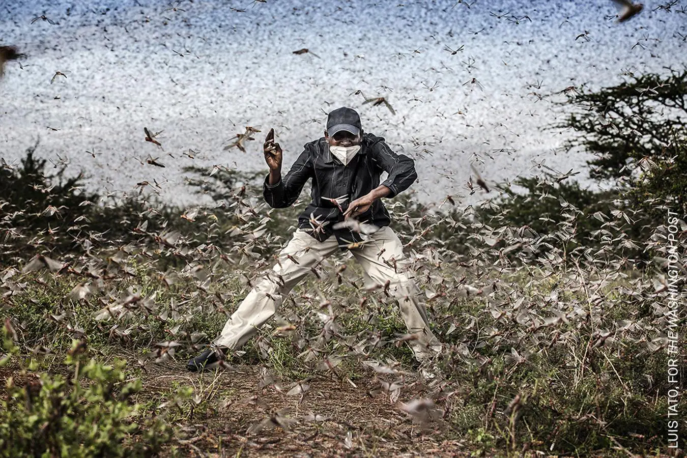 Nominada a mejor fotografía del año. Un hombre trata de deshacerse de una plaga de langostas en Kenia. 