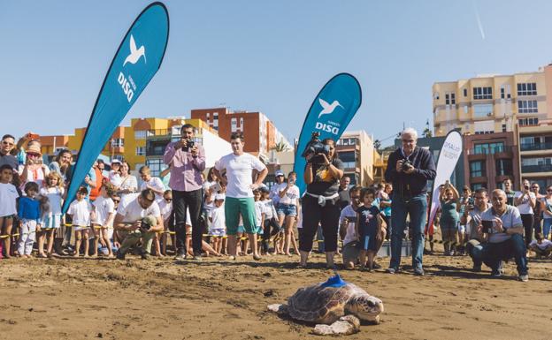 Las aventuras de &#039;Sardina&#039;, la tortuga con un GPS a cuestas