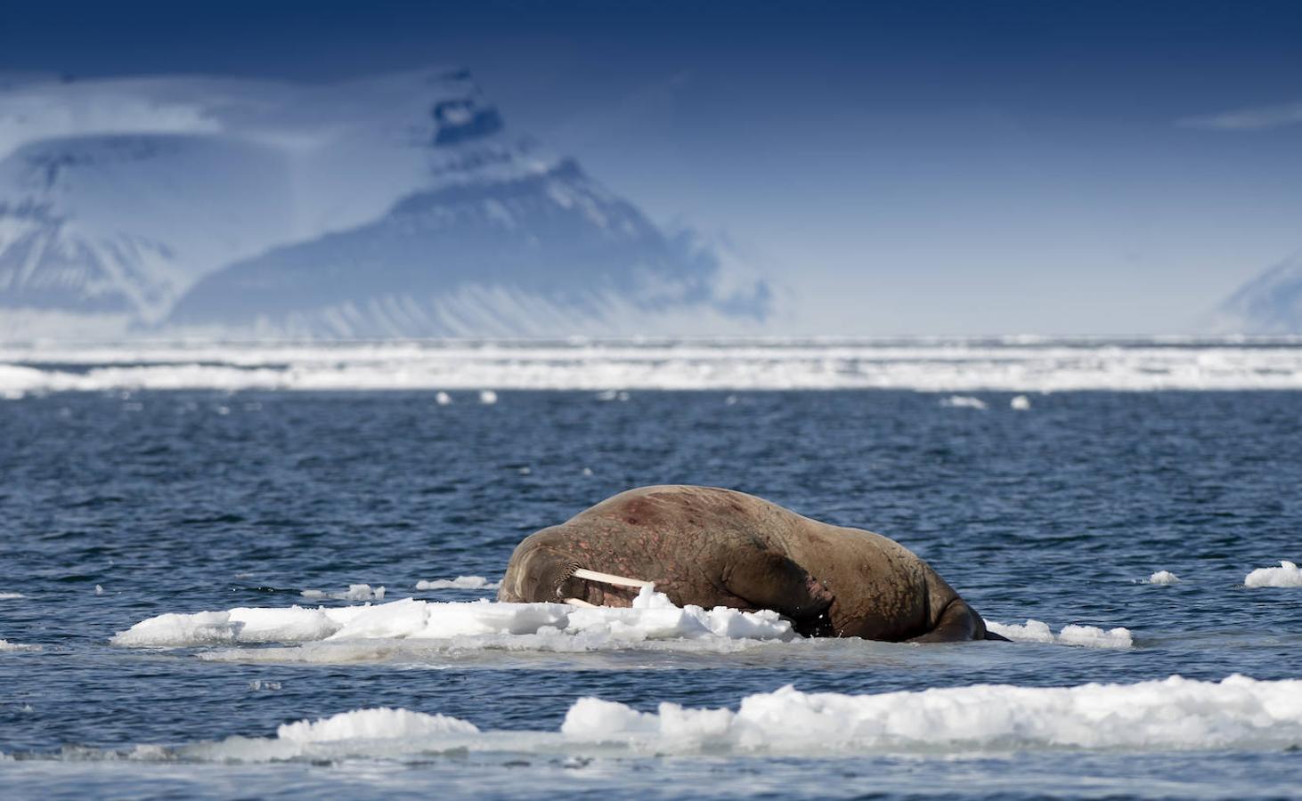 Fotos: Las impresionantes imágenes de naturaleza extrema en la isla de Svalbard