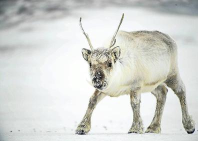 Imagen secundaria 1 - Una morsa adulta encuentra solaz sobre un témpano de hielo. Un reno trata de abrirse camino entre la ventisca. Es el verano ártico. Bandada de mérgulos.