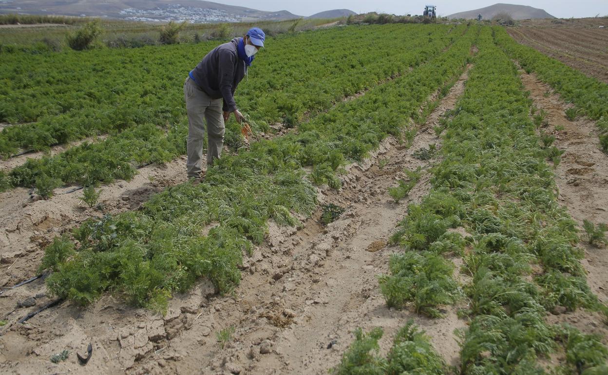 Finca en El Monte afectada por las deficiencias en el riego. 