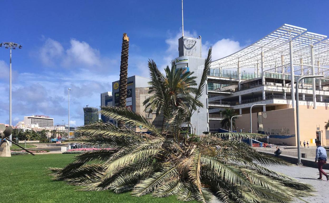 Cae una palmera en la capital grancanaria