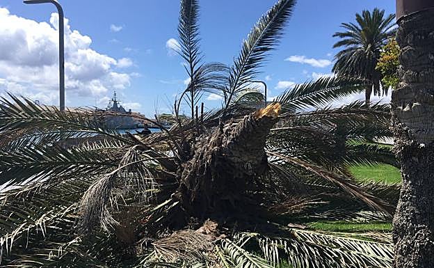 Imagen principal - Cae una palmera en la capital grancanaria