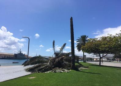 Imagen secundaria 1 - Cae una palmera en la capital grancanaria
