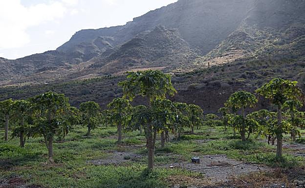 En la finca hay hasta 64 referencias distintas. Estos son papayos. 