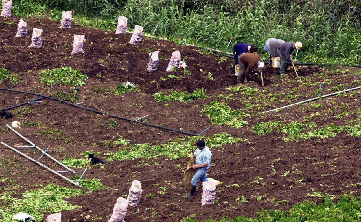 Imagen de archivo de la recogida de una cosecha de papas en una finca agrícola de El Saucillo, en el municipio de Gáldar. 
