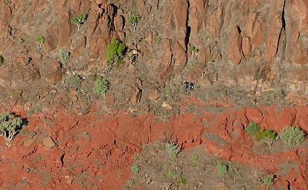 La población de cabras asilvestradas en Guguy se estima en 128 ejemplares en enero de 2021. 