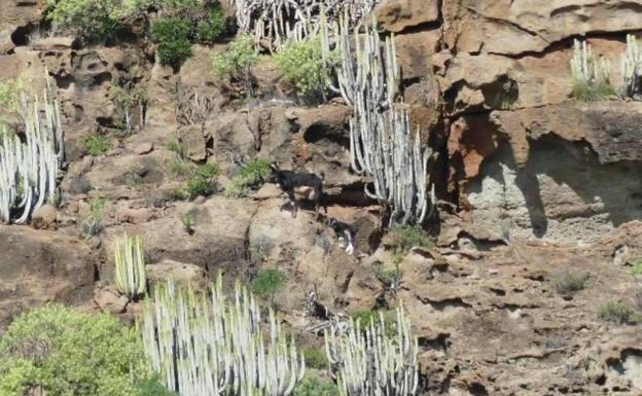 Uno de los grupos de cabras avistados en el úlitmo censo realizado en Guguy, 