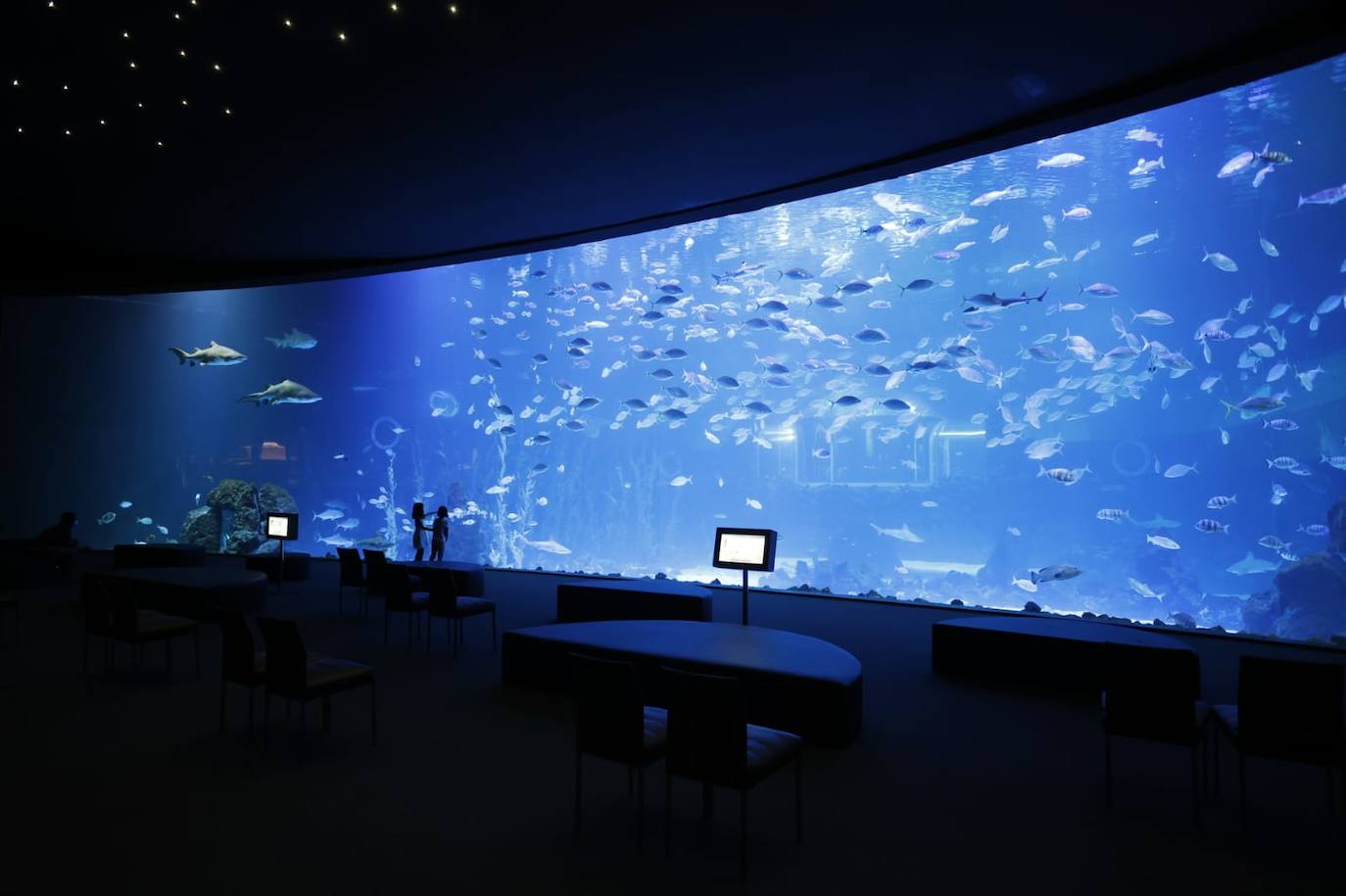 Imagen principal - El acuario Poema del Mar reabre en la capital grancanaria