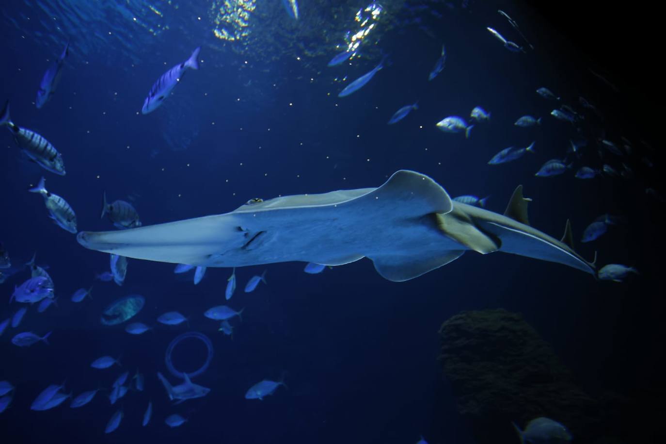 Imagen secundaria 1 - El acuario Poema del Mar reabre en la capital grancanaria