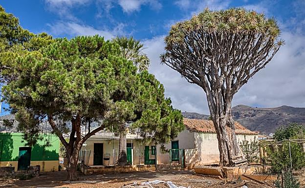 El drago de Luis Verde, en Valsequillo, está afectado por la lapilla. 