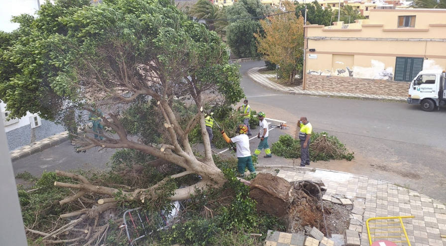 Fotos: Cae un viejo Laurel de Indias