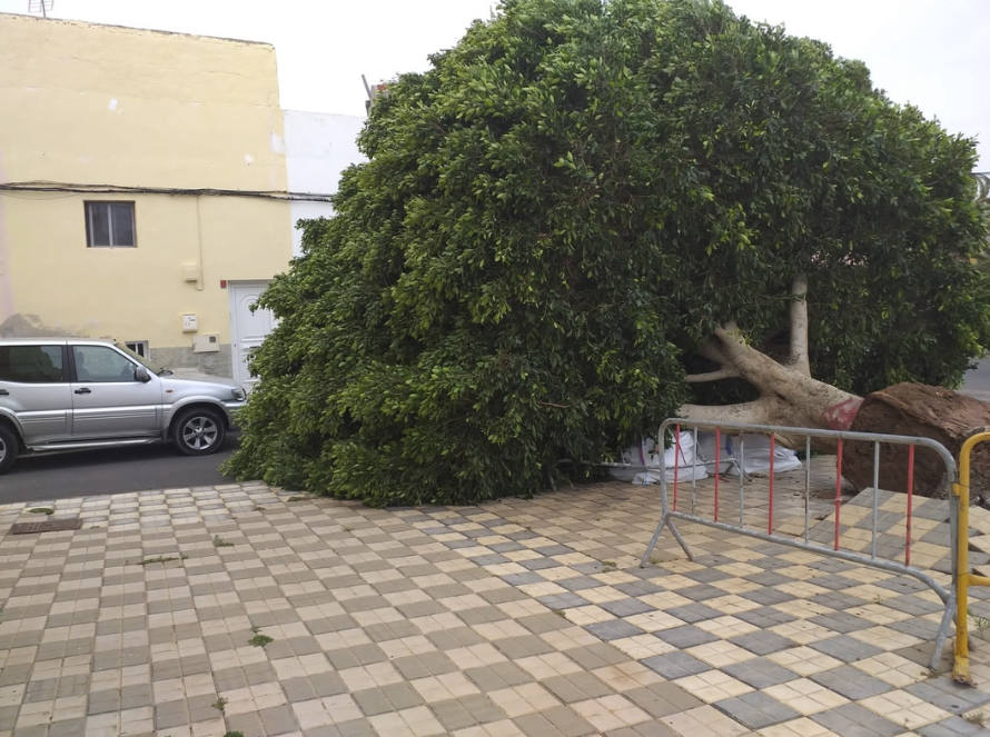 Fotos: Cae un viejo Laurel de Indias