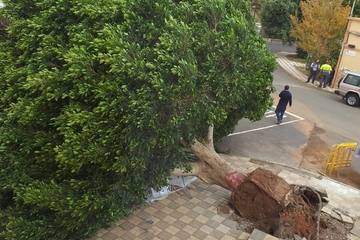 Fotos: Cae un viejo Laurel de Indias