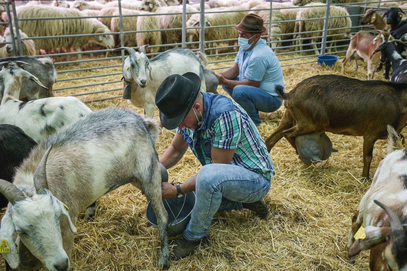 Fotos: Gran Canaria celebra la Feria de Ganado