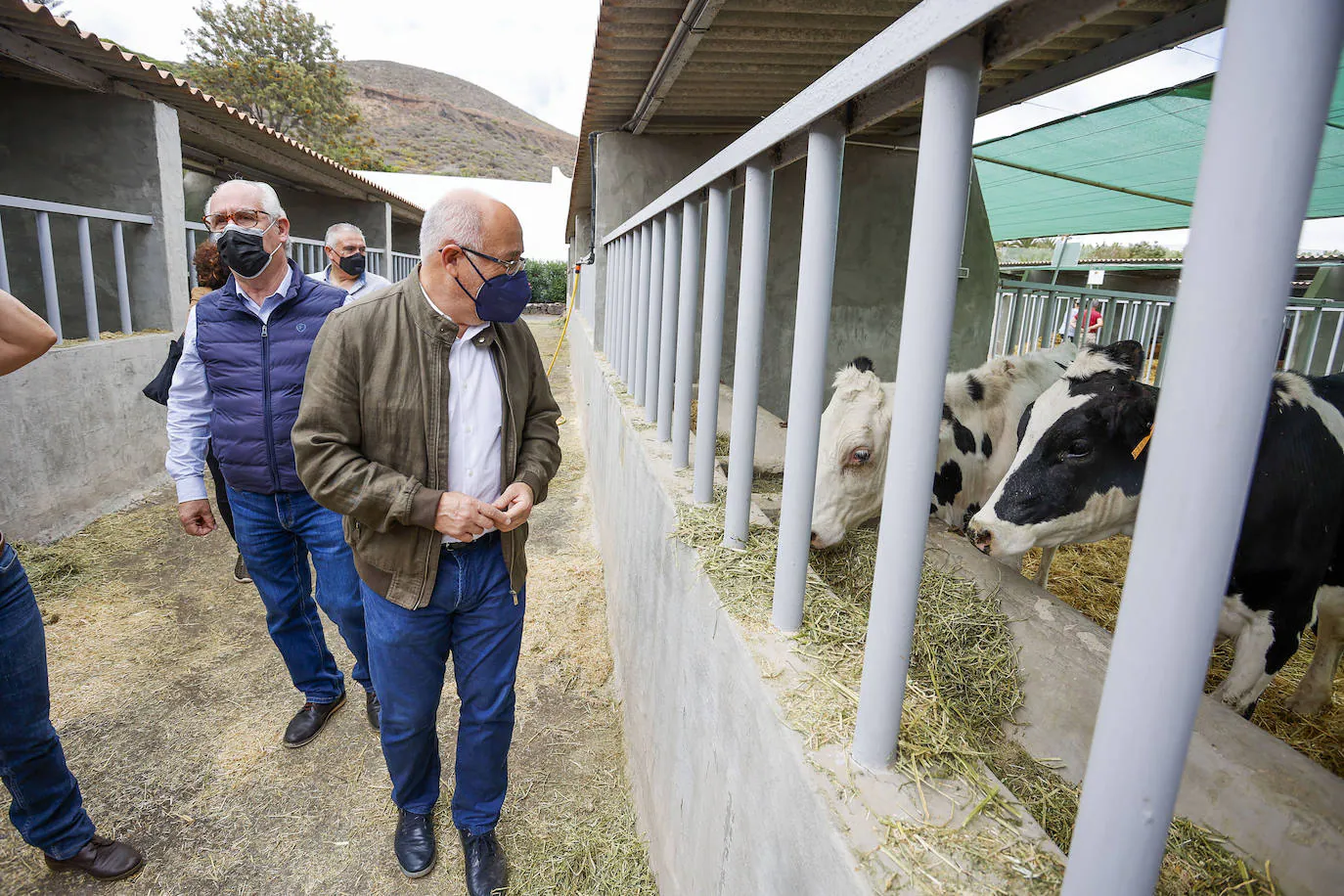 Fotos: Gran Canaria celebra la Feria de Ganado