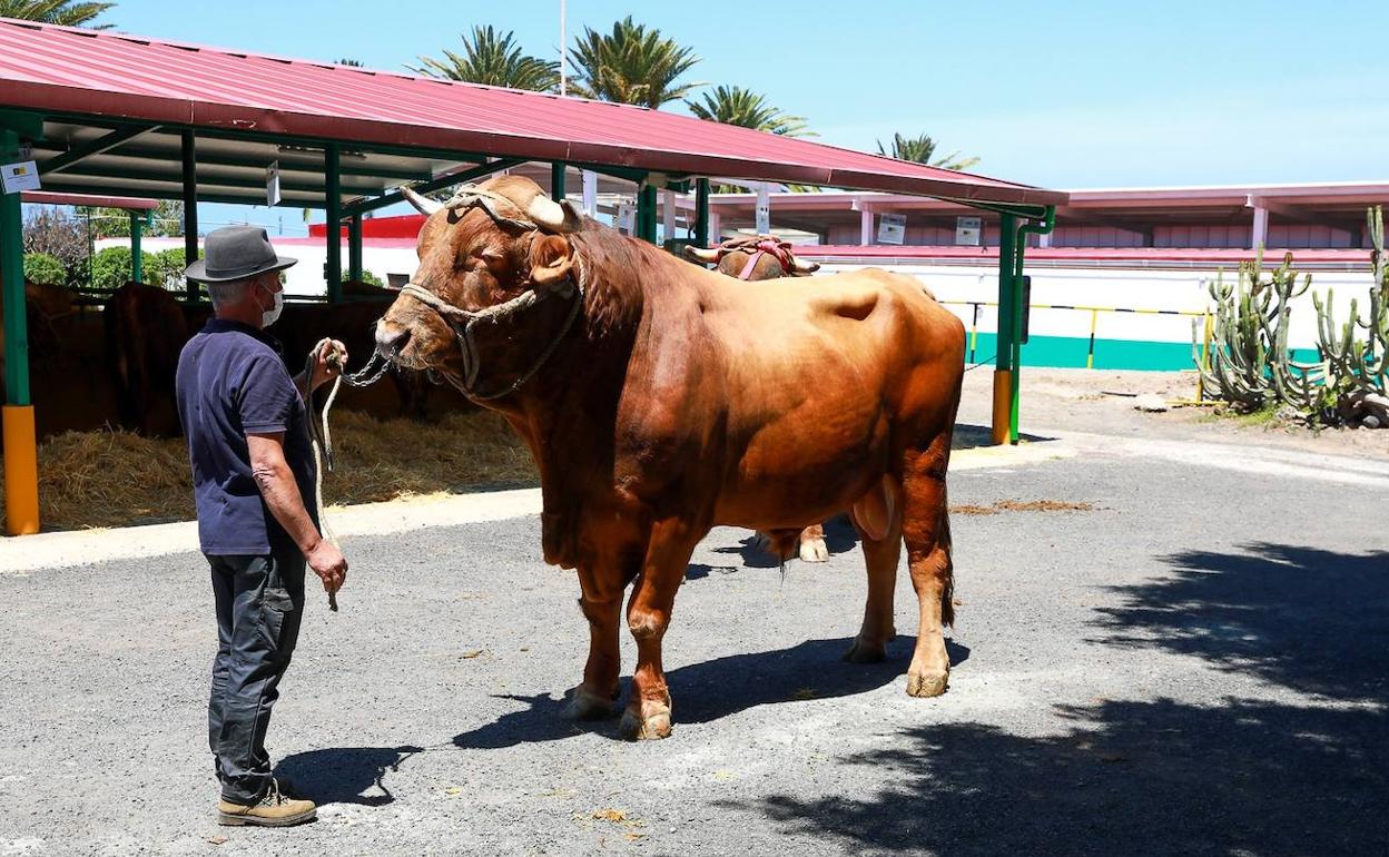 Elegante, el toro ganador premio vacuno país