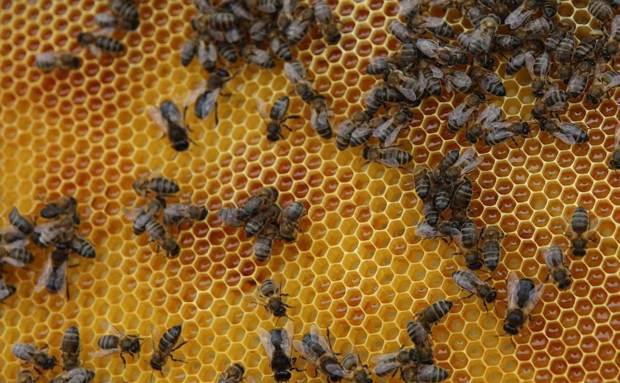 El sector apícola recibe 170.000 euros de ayuda del Gobierno canario