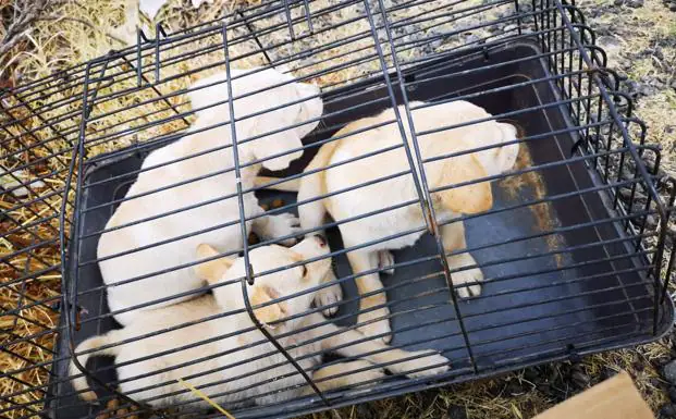 Imagen principal - Rescatan a nueve cachorros abandonados en una caja