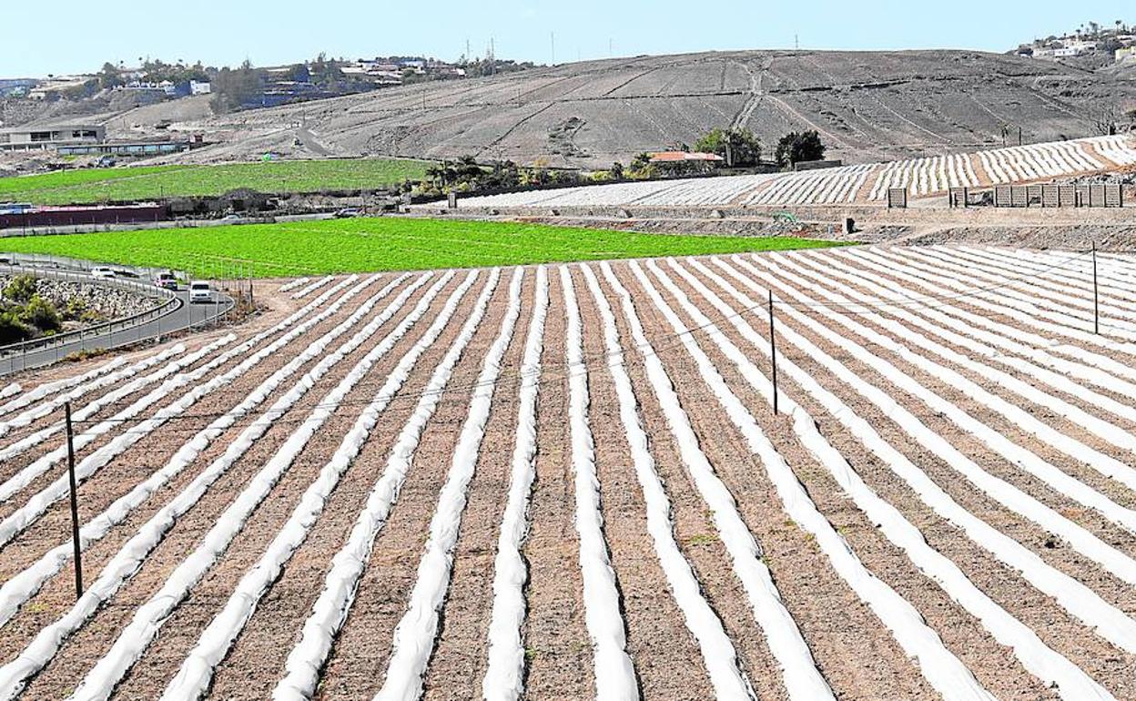 La actividad agraria también acusó la pérdida del mercado turístico fruto de la pandemia. 