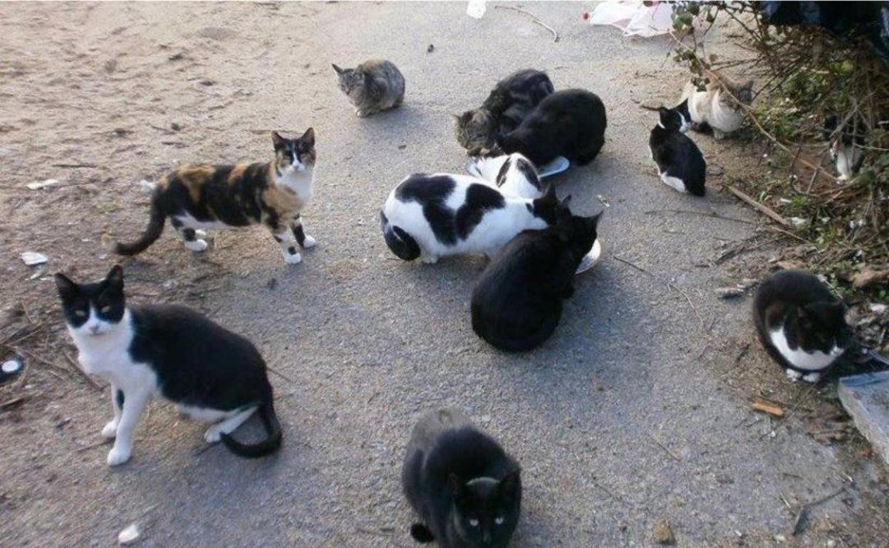 Gatos asilvestrados. 