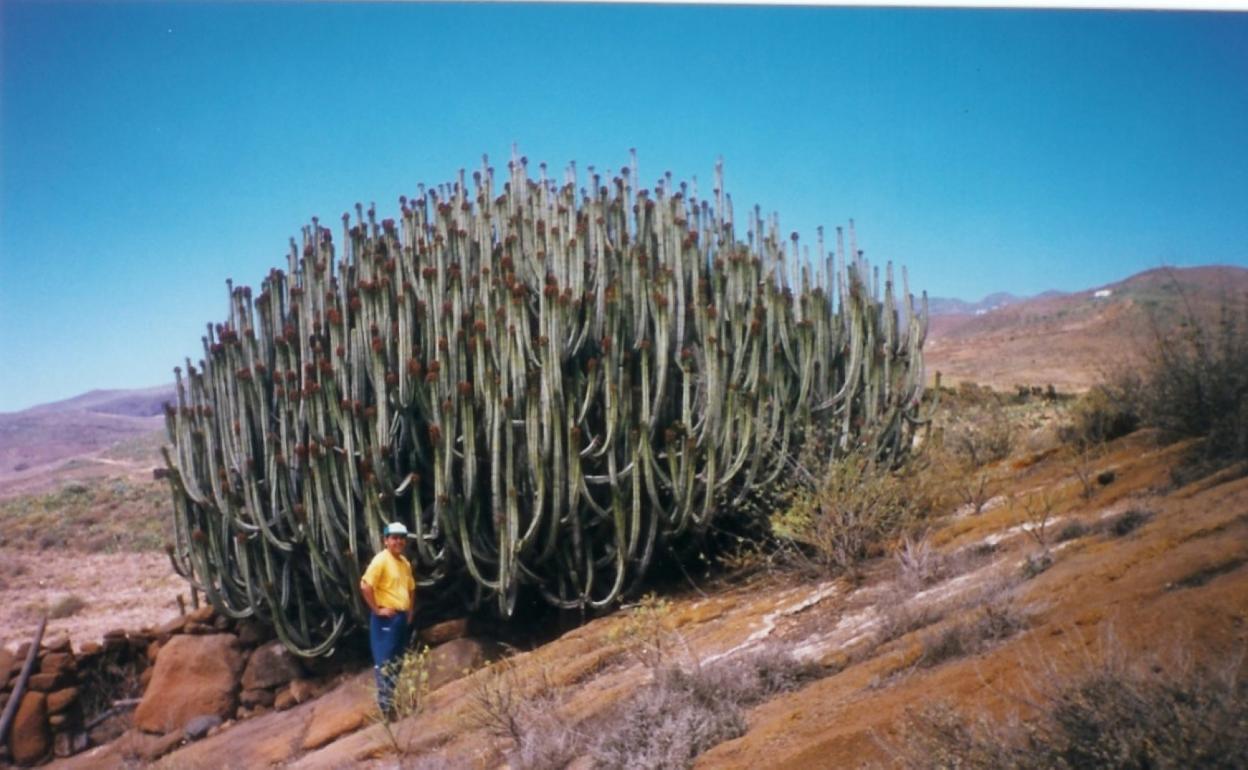 Cardón. Es probable que el de la imagen sea el más grande de Telde. 