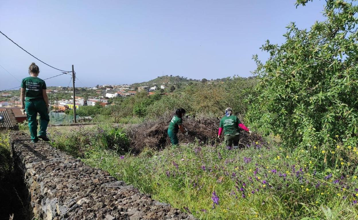 El Cabildo de El Hierro retira 227,5 toneladas de restos vegetales