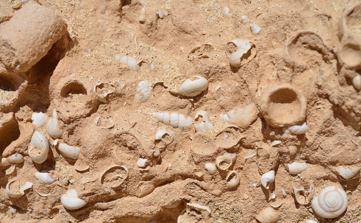 Registrarán la distribución de 800 especies fósiles en Canarias