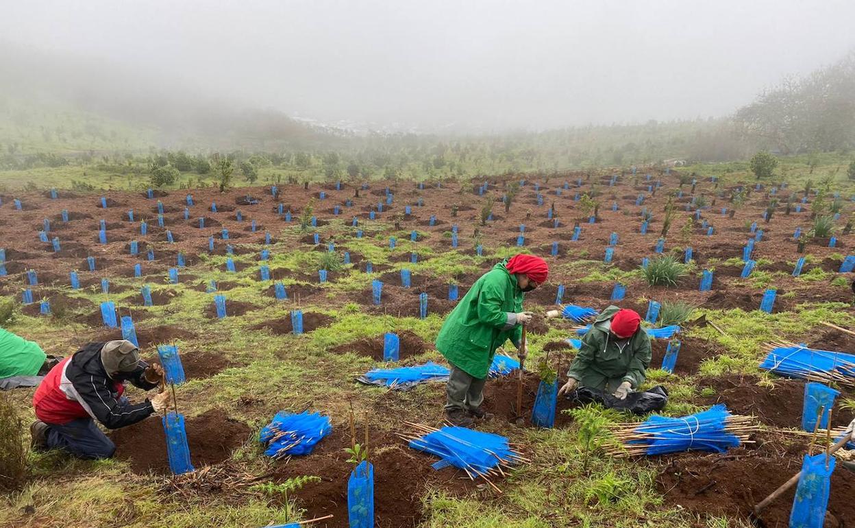 La IV edición de 'Emplea Verde Gran Canaria' inicia el proceso de selección de personal