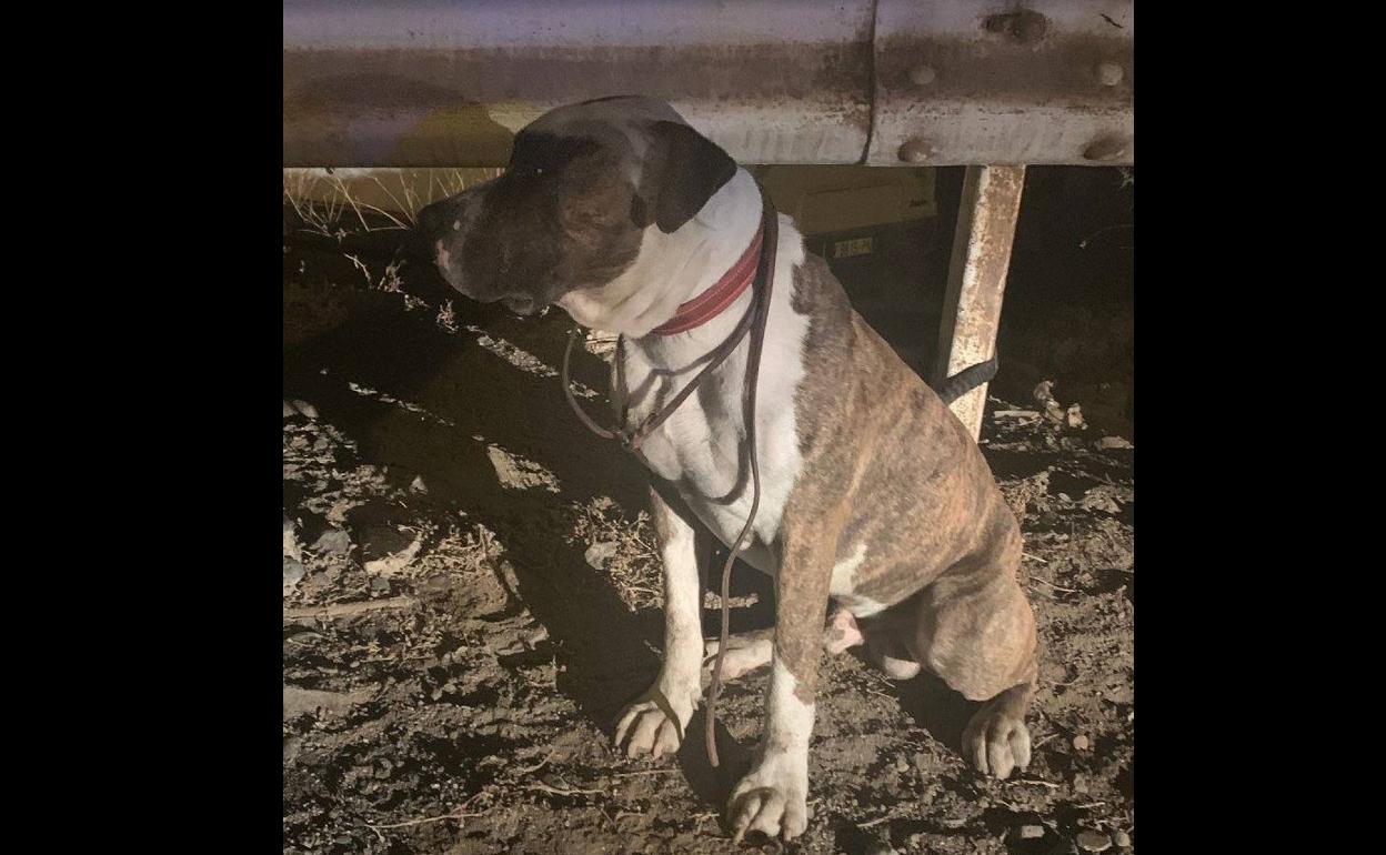 Abandonan a un perro atado a un guardarraíl en Hoya de la Plata