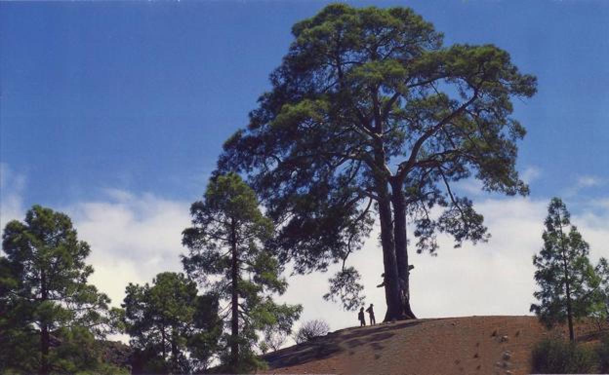 El Pino Bonito o de Cassandra, junto a la presa de Las Niñas, es uno de los ejemplares más longevos de la isla. 