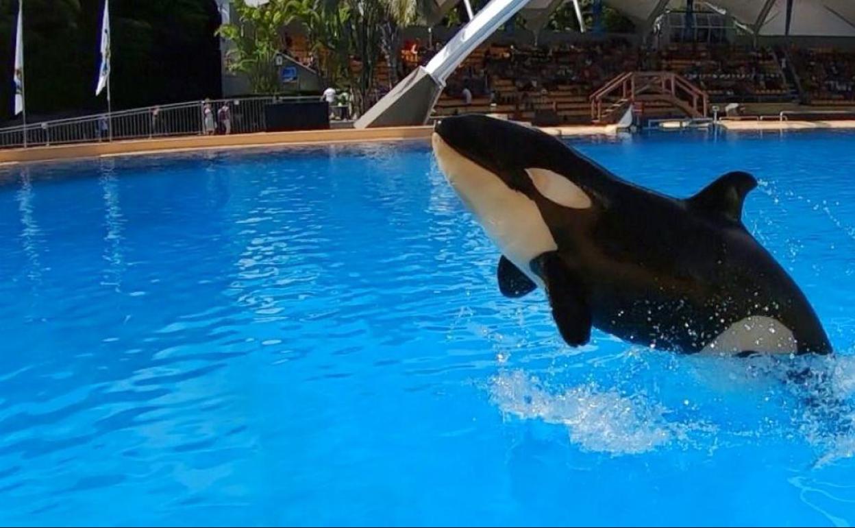 Loro Parque llora la muerte de Ula, la hija de la orca Morgan